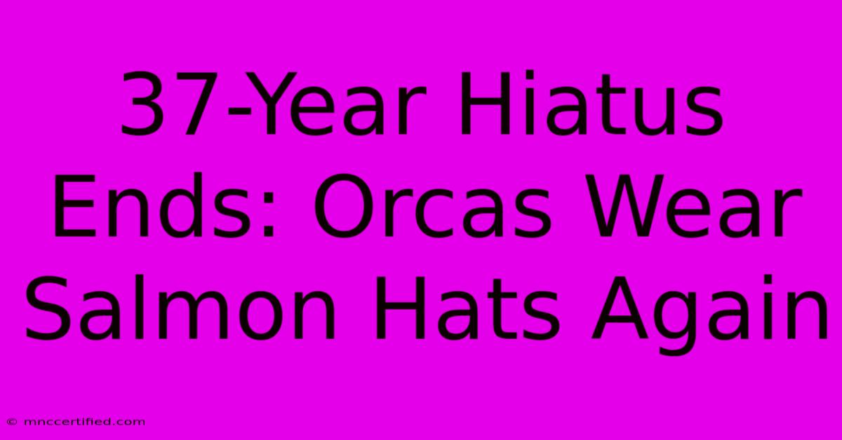 37-Year Hiatus Ends: Orcas Wear Salmon Hats Again