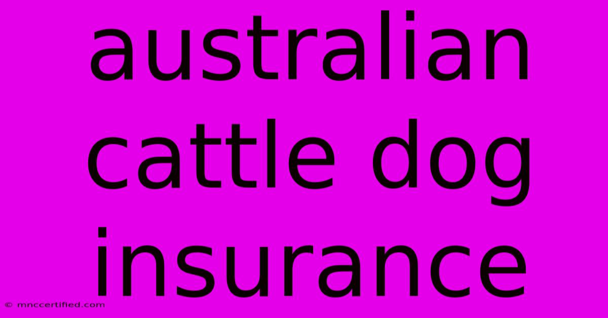 Australian Cattle Dog Insurance