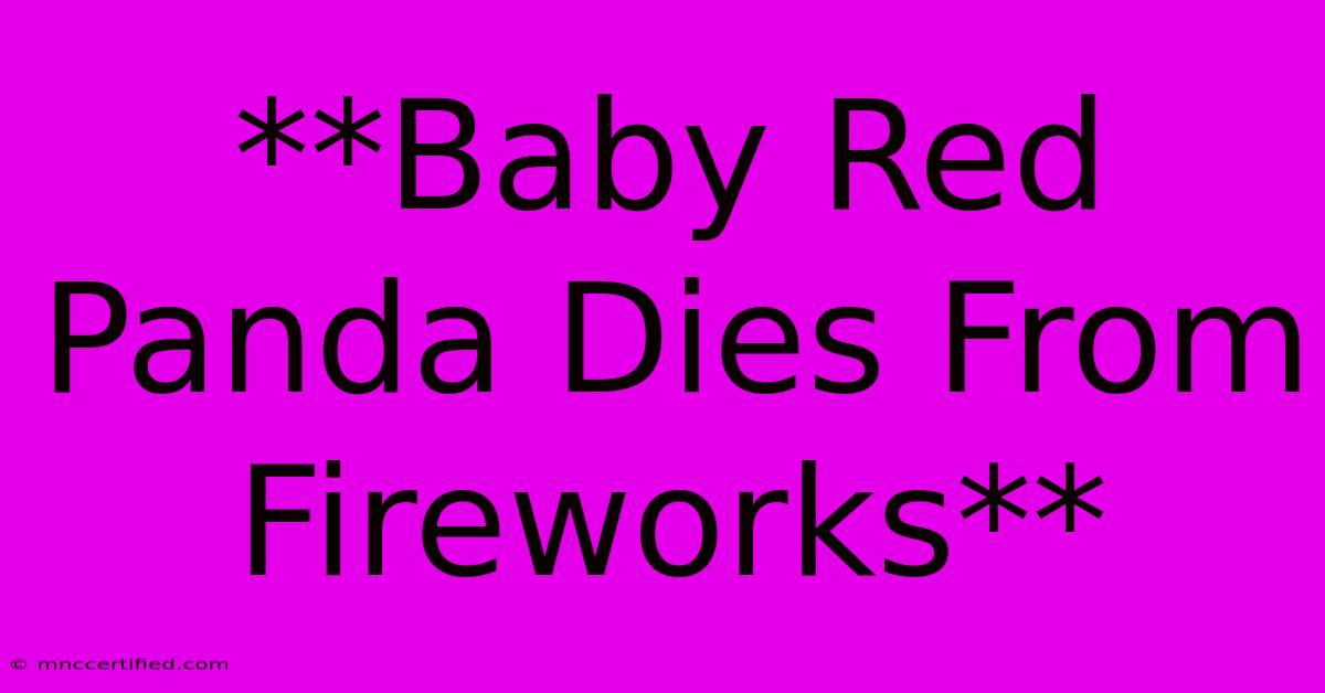 **Baby Red Panda Dies From Fireworks**