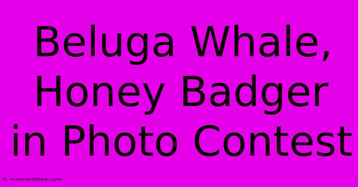 Beluga Whale, Honey Badger In Photo Contest