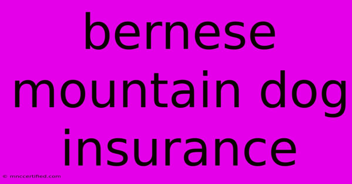 Bernese Mountain Dog Insurance