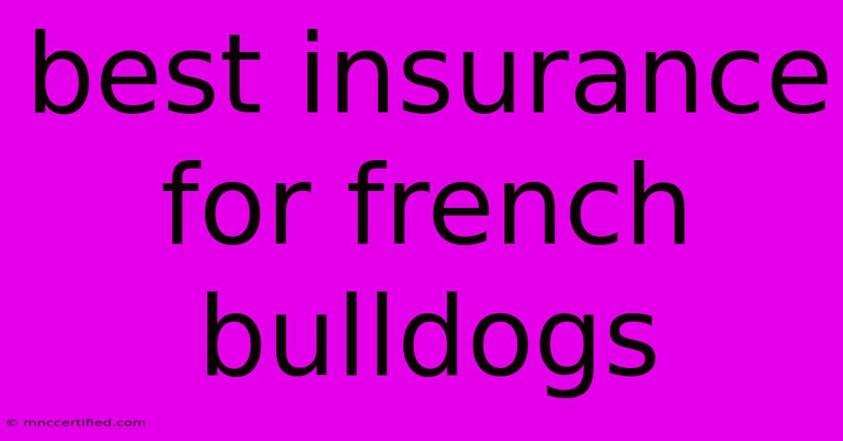 Best Insurance For French Bulldogs