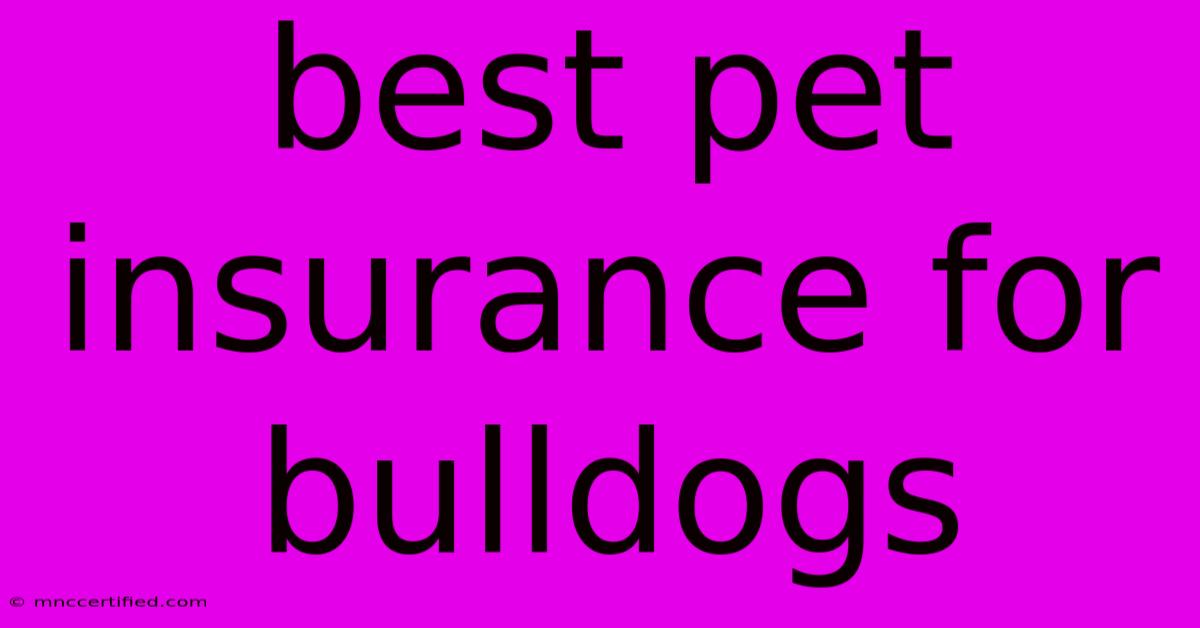 Best Pet Insurance For Bulldogs