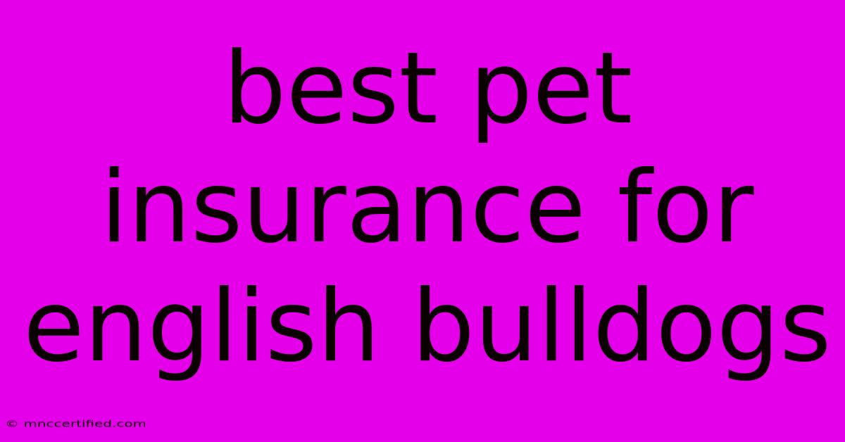 Best Pet Insurance For English Bulldogs