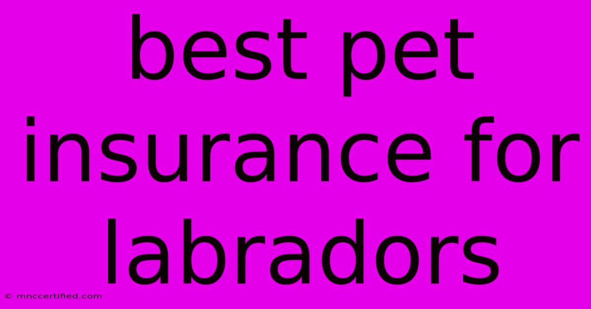 Best Pet Insurance For Labradors