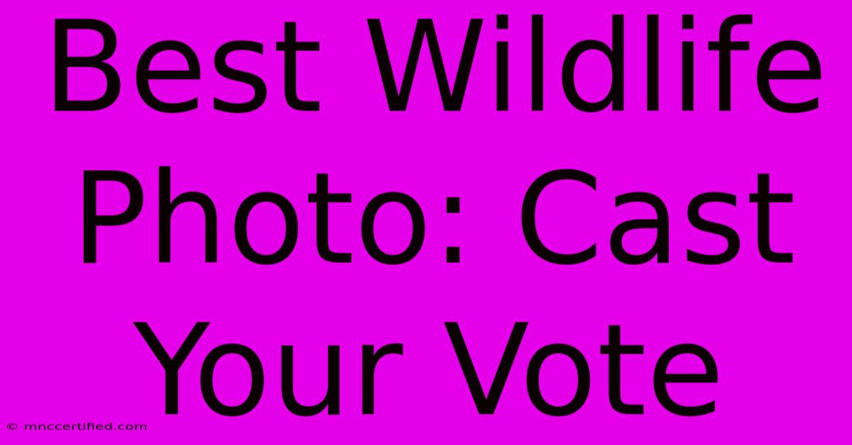 Best Wildlife Photo: Cast Your Vote