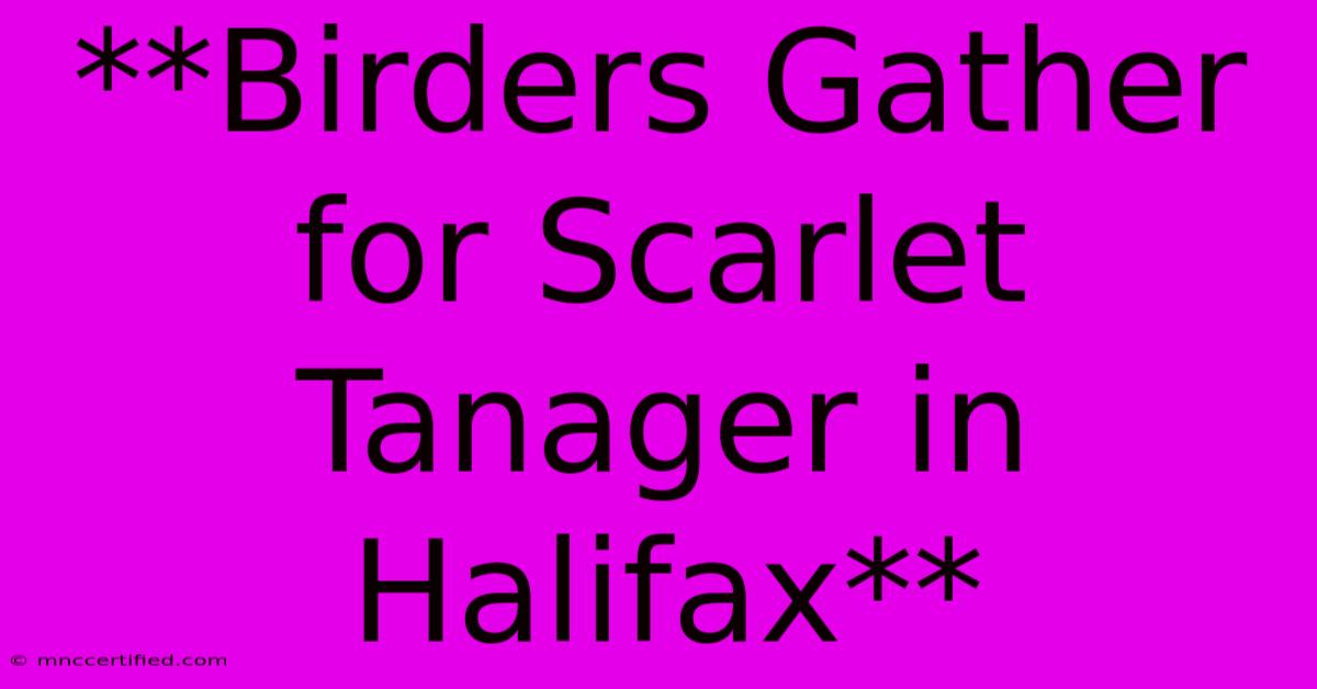 **Birders Gather For Scarlet Tanager In Halifax** 