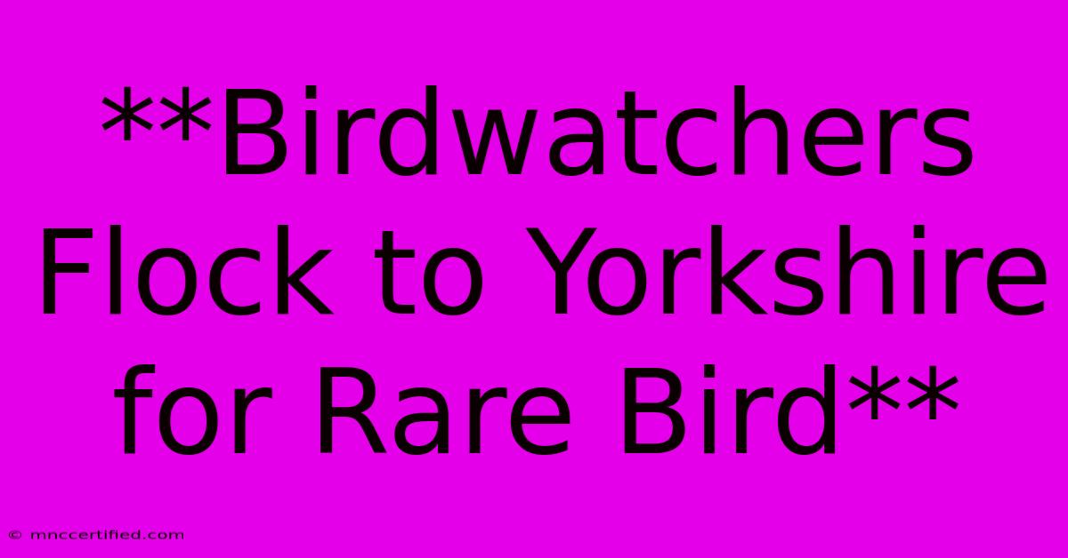 **Birdwatchers Flock To Yorkshire For Rare Bird**