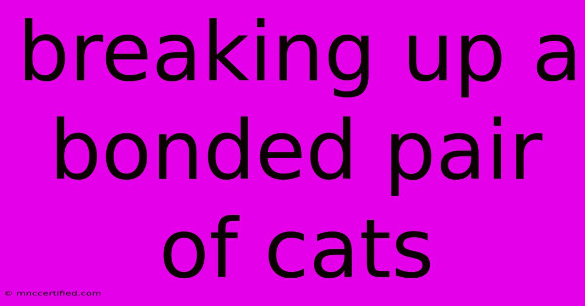 Breaking Up A Bonded Pair Of Cats