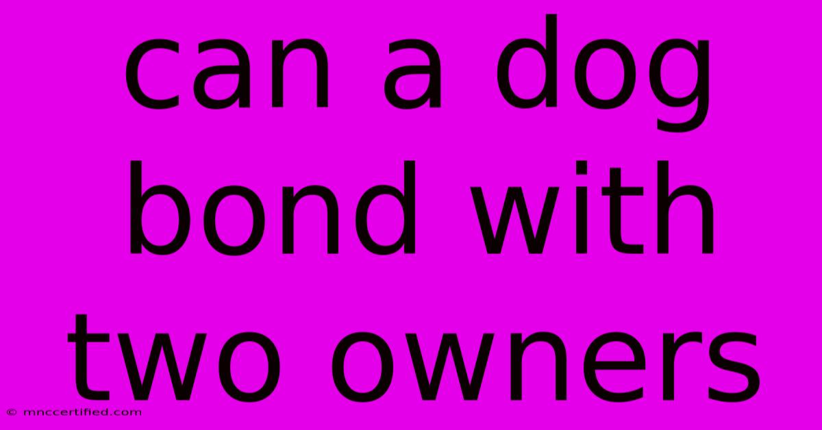 Can A Dog Bond With Two Owners