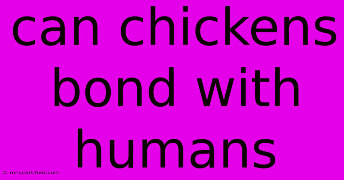 Can Chickens Bond With Humans