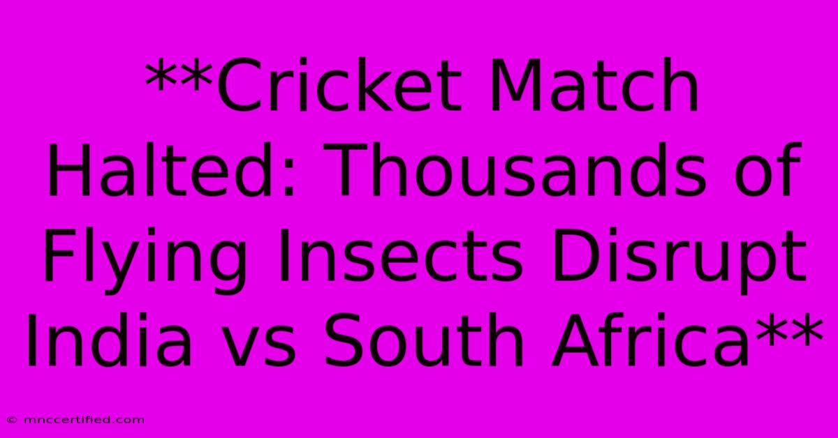 **Cricket Match Halted: Thousands Of Flying Insects Disrupt India Vs South Africa**