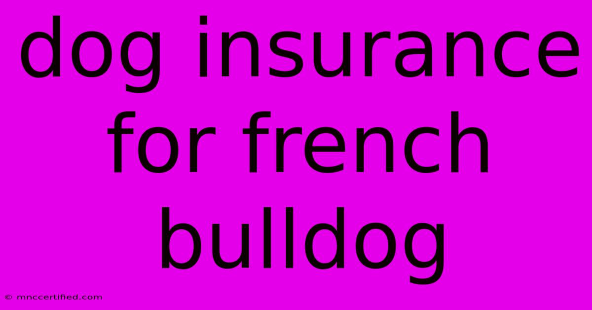 Dog Insurance For French Bulldog