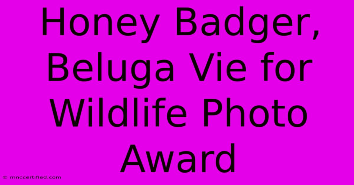 Honey Badger, Beluga Vie For Wildlife Photo Award