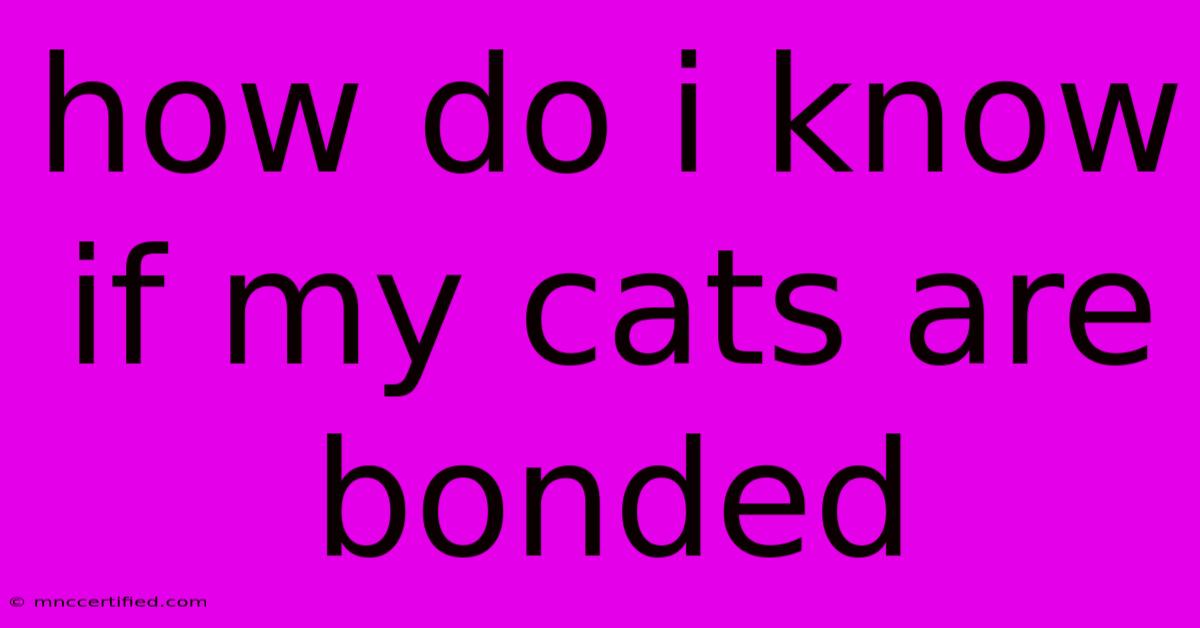 How Do I Know If My Cats Are Bonded