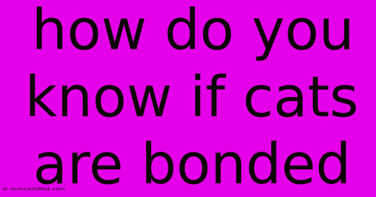 How Do You Know If Cats Are Bonded