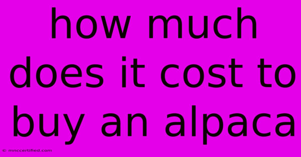 How Much Does It Cost To Buy An Alpaca