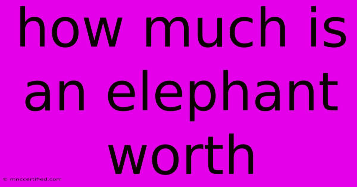 How Much Is An Elephant Worth