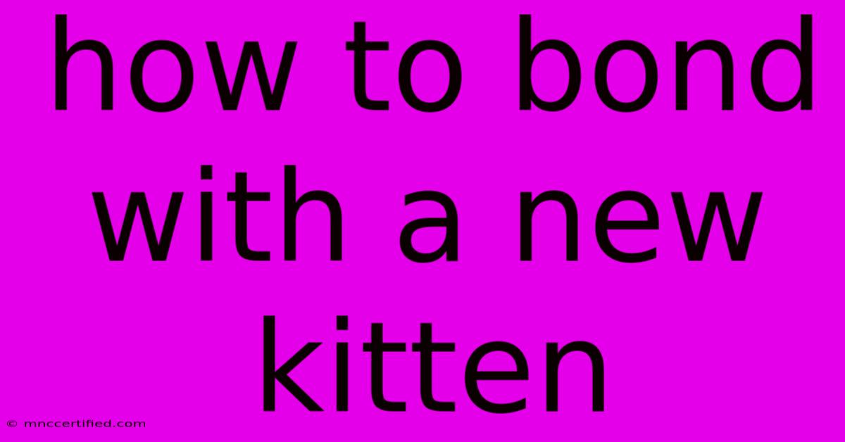 How To Bond With A New Kitten