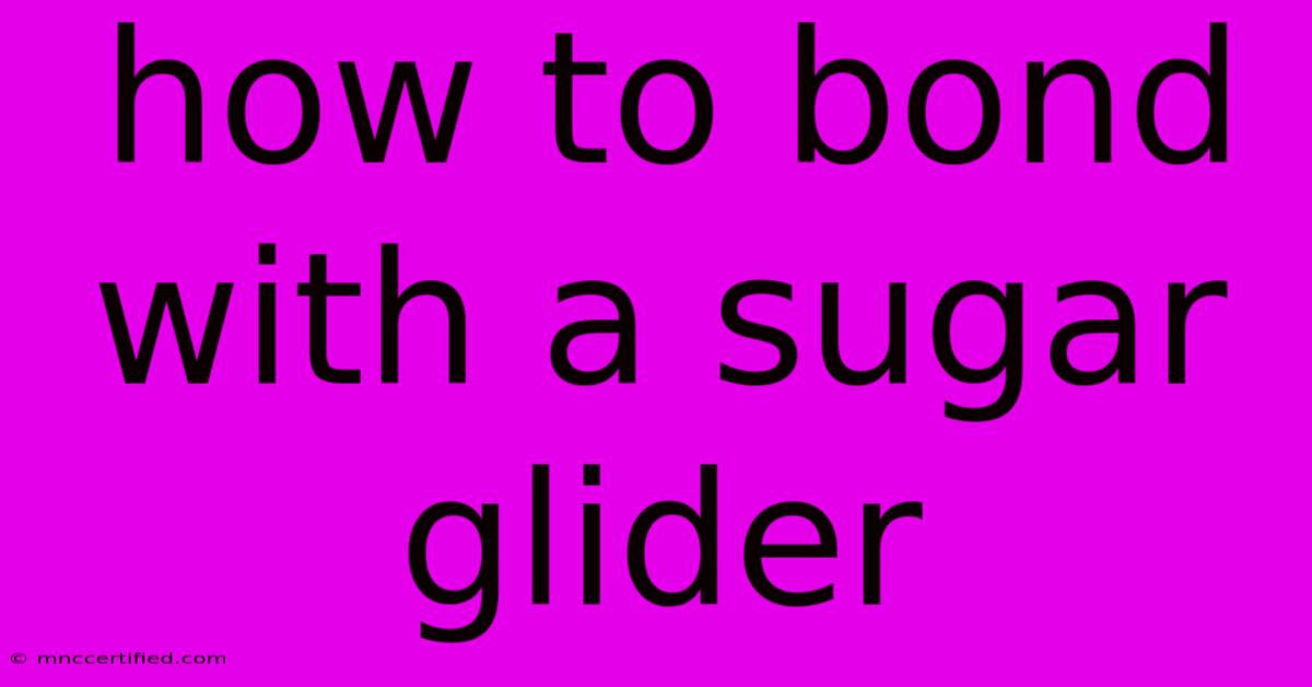 How To Bond With A Sugar Glider