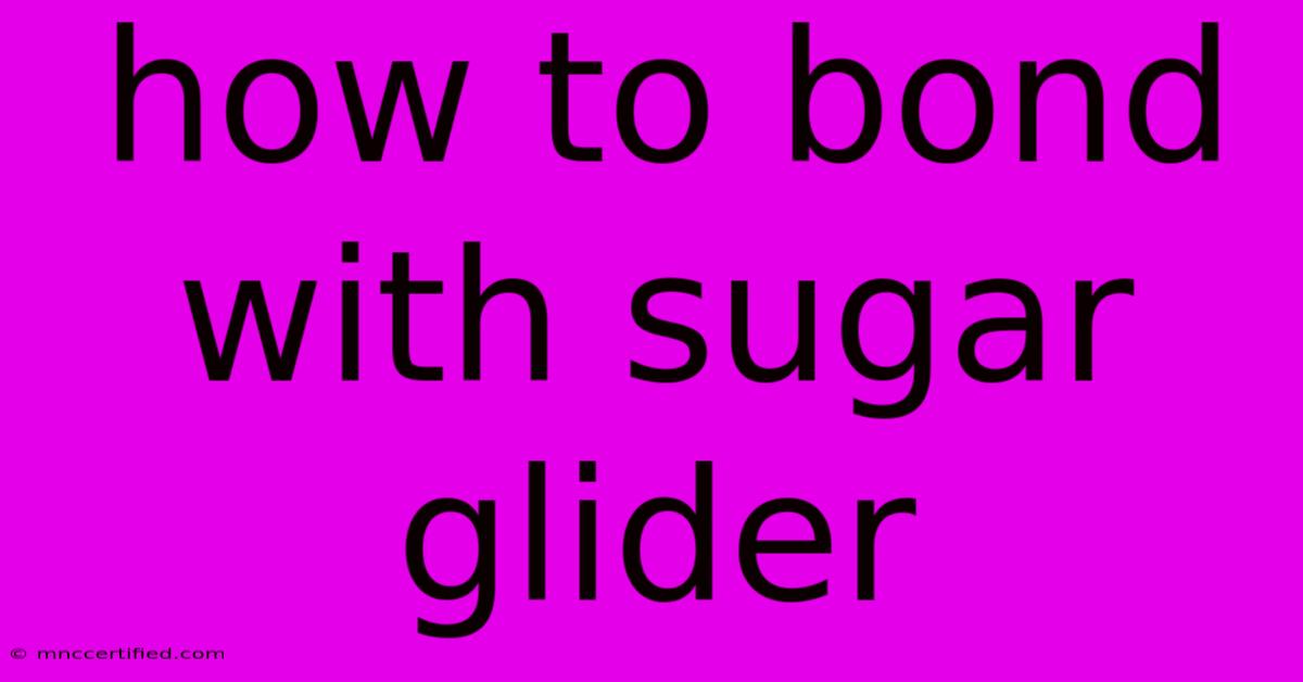 How To Bond With Sugar Glider