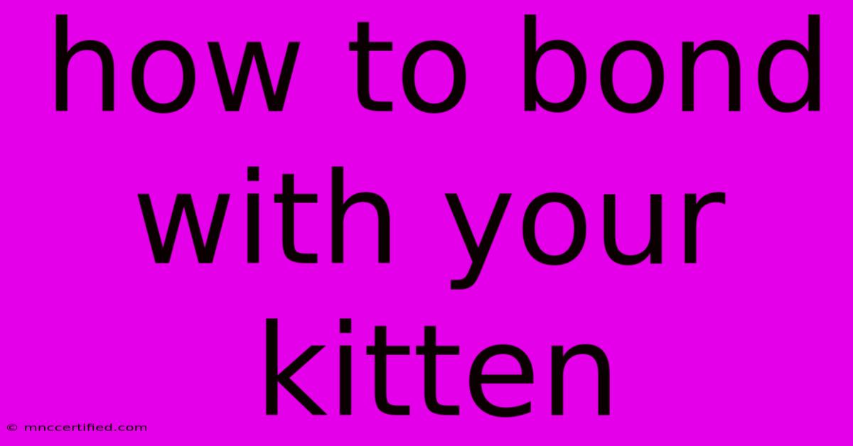 How To Bond With Your Kitten