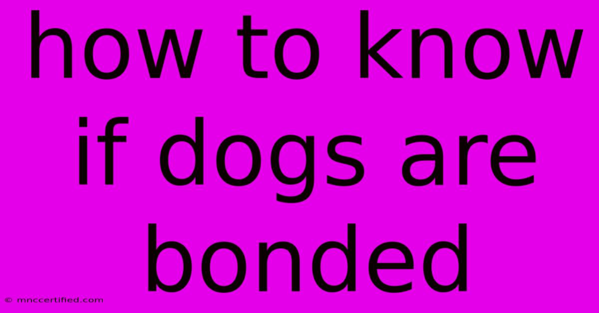 How To Know If Dogs Are Bonded