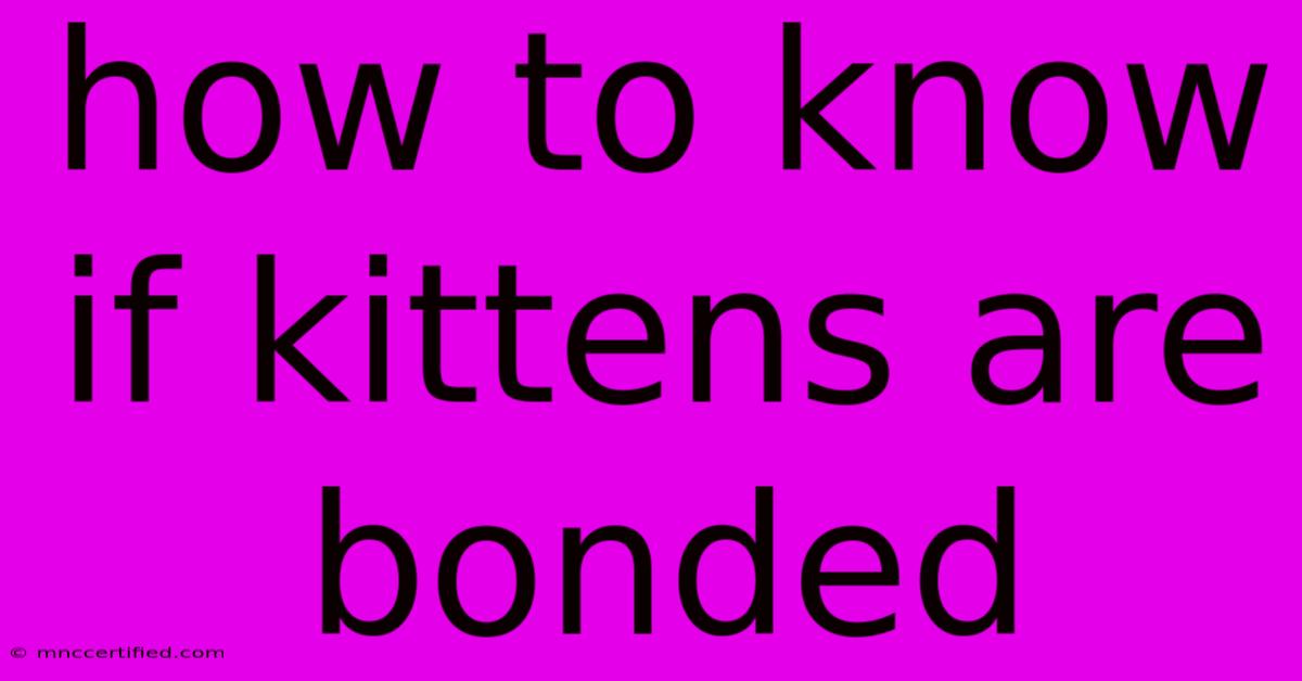 How To Know If Kittens Are Bonded