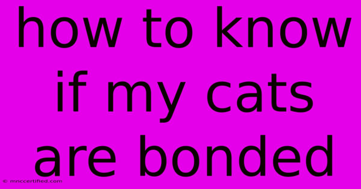 How To Know If My Cats Are Bonded