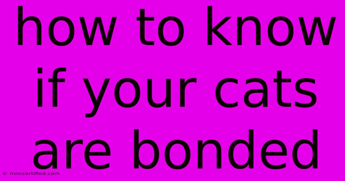 How To Know If Your Cats Are Bonded