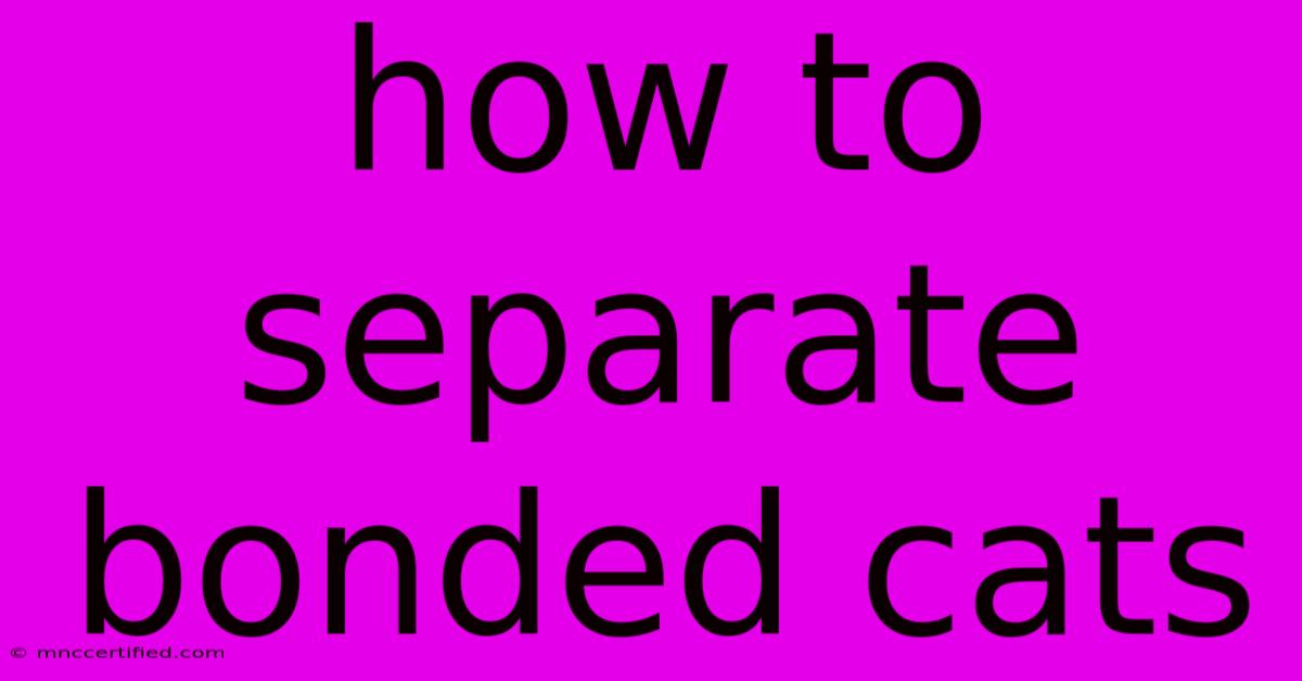 How To Separate Bonded Cats