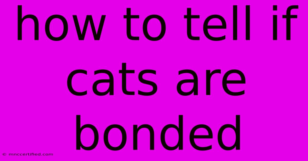 How To Tell If Cats Are Bonded