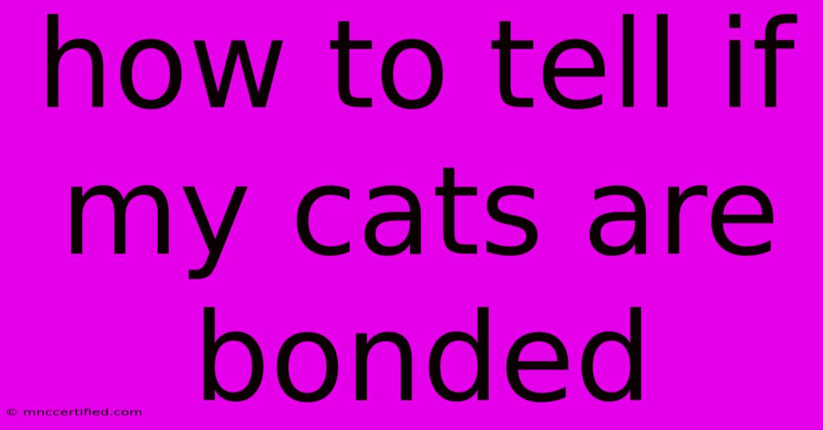 How To Tell If My Cats Are Bonded