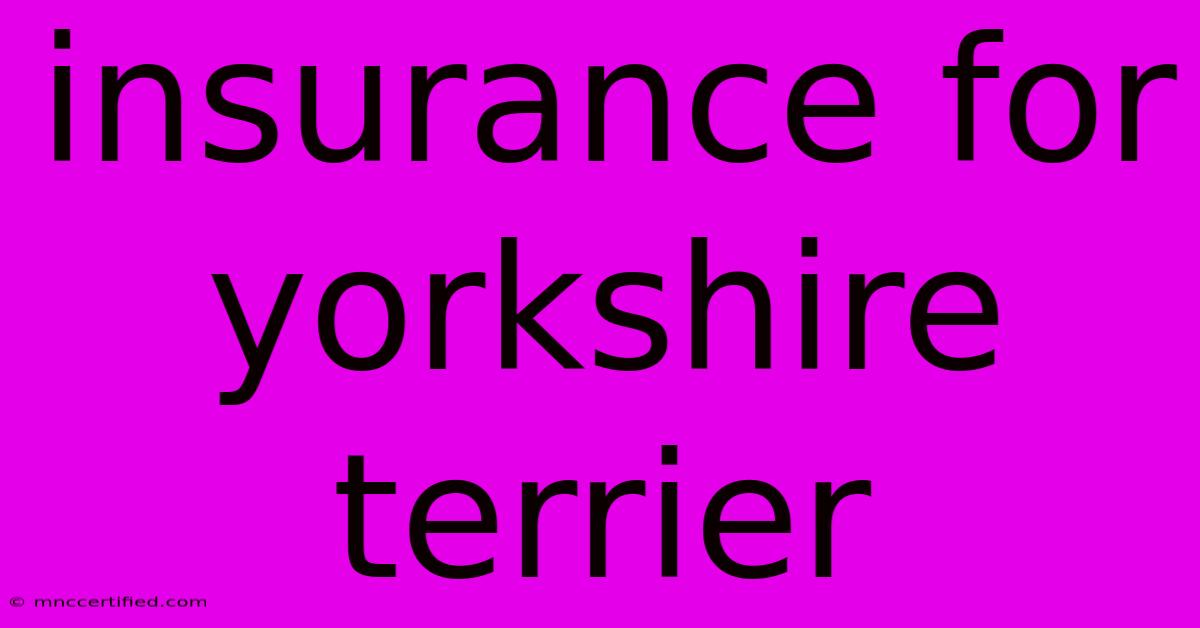 Insurance For Yorkshire Terrier