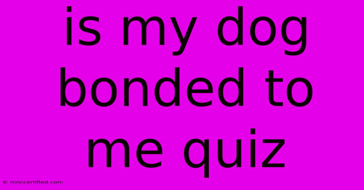 Is My Dog Bonded To Me Quiz