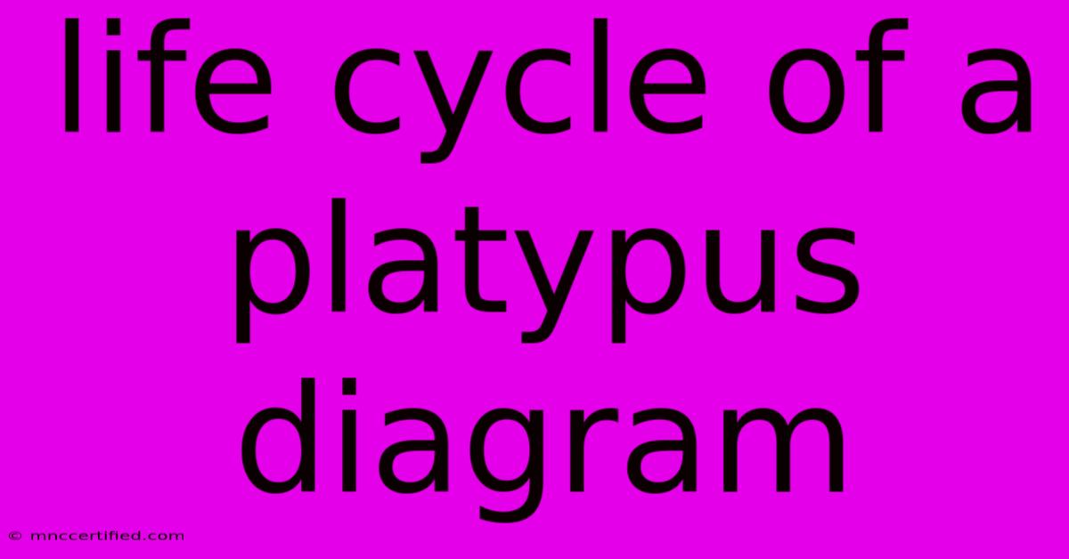 Life Cycle Of A Platypus Diagram