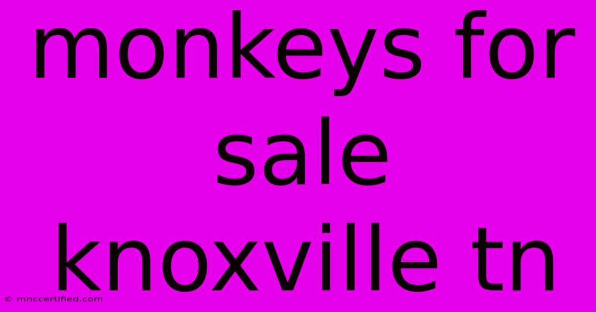 Monkeys For Sale Knoxville Tn