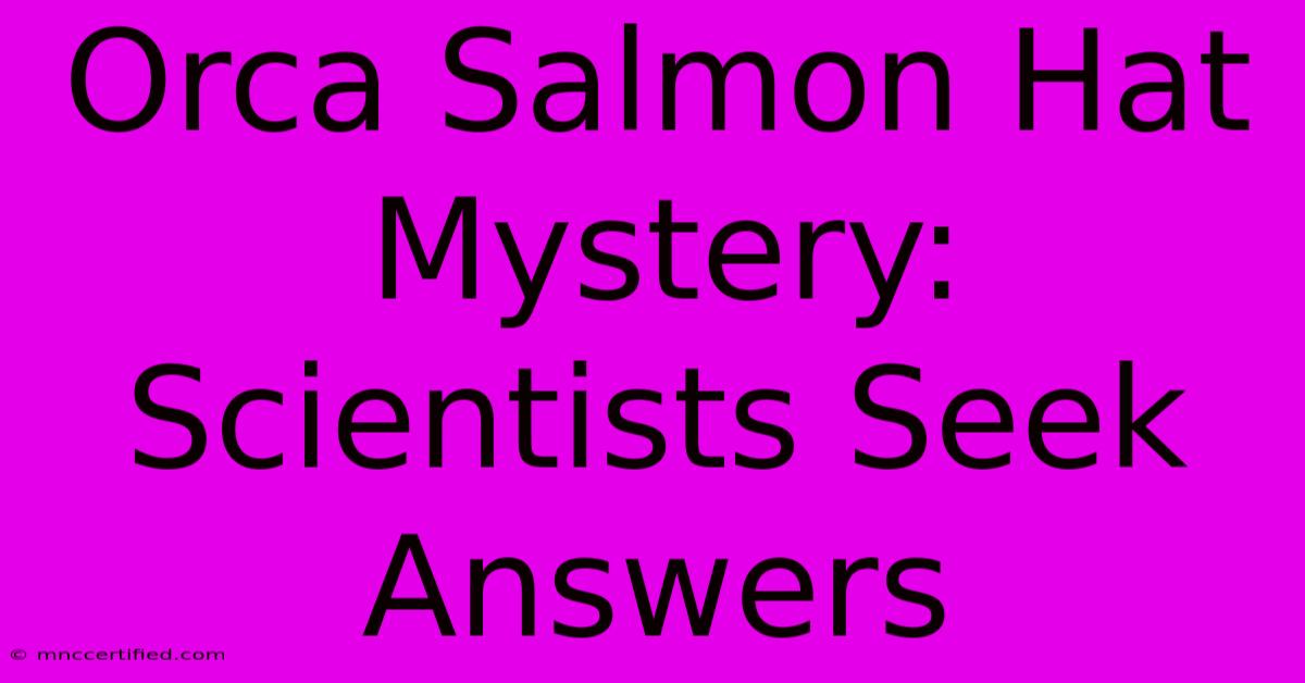 Orca Salmon Hat Mystery: Scientists Seek Answers