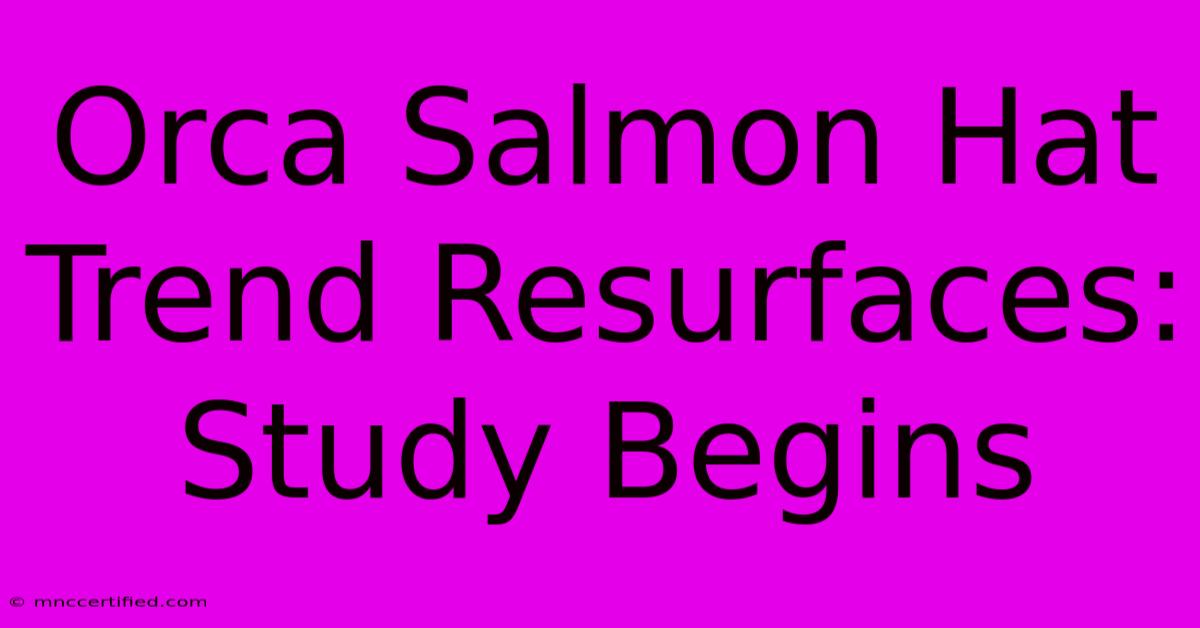 Orca Salmon Hat Trend Resurfaces: Study Begins