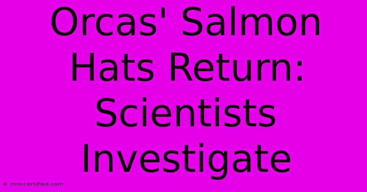 Orcas' Salmon Hats Return: Scientists Investigate