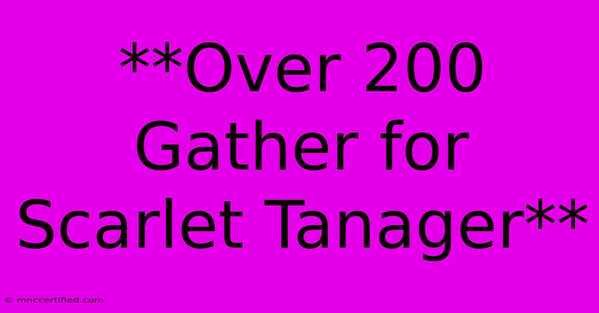 **Over 200 Gather For Scarlet Tanager**