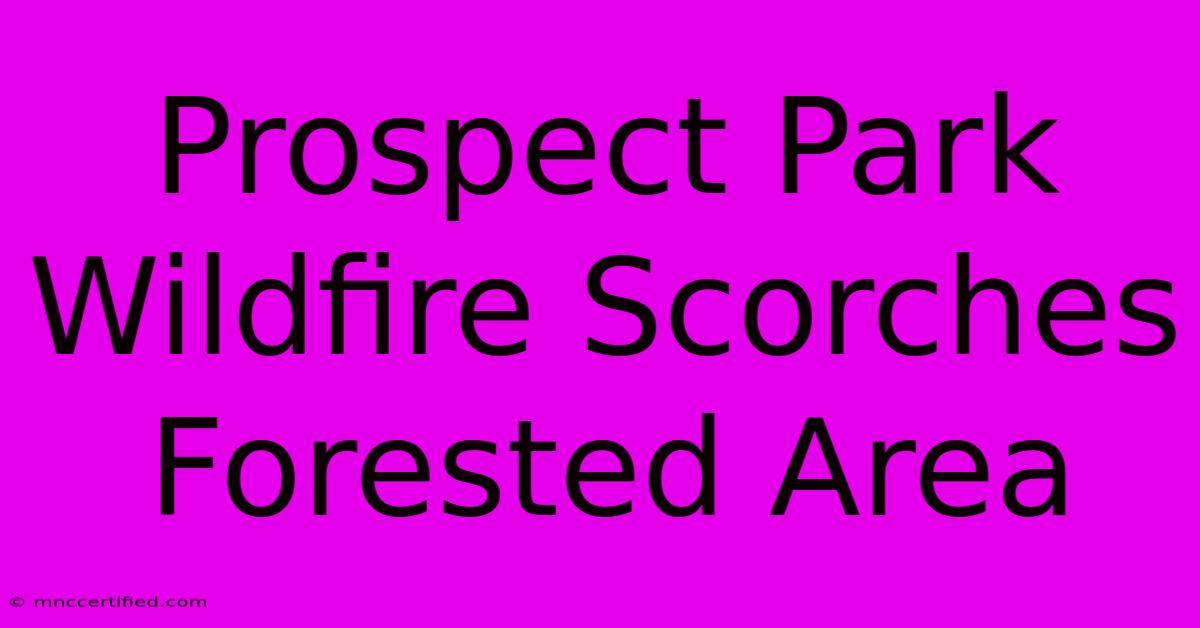 Prospect Park Wildfire Scorches Forested Area