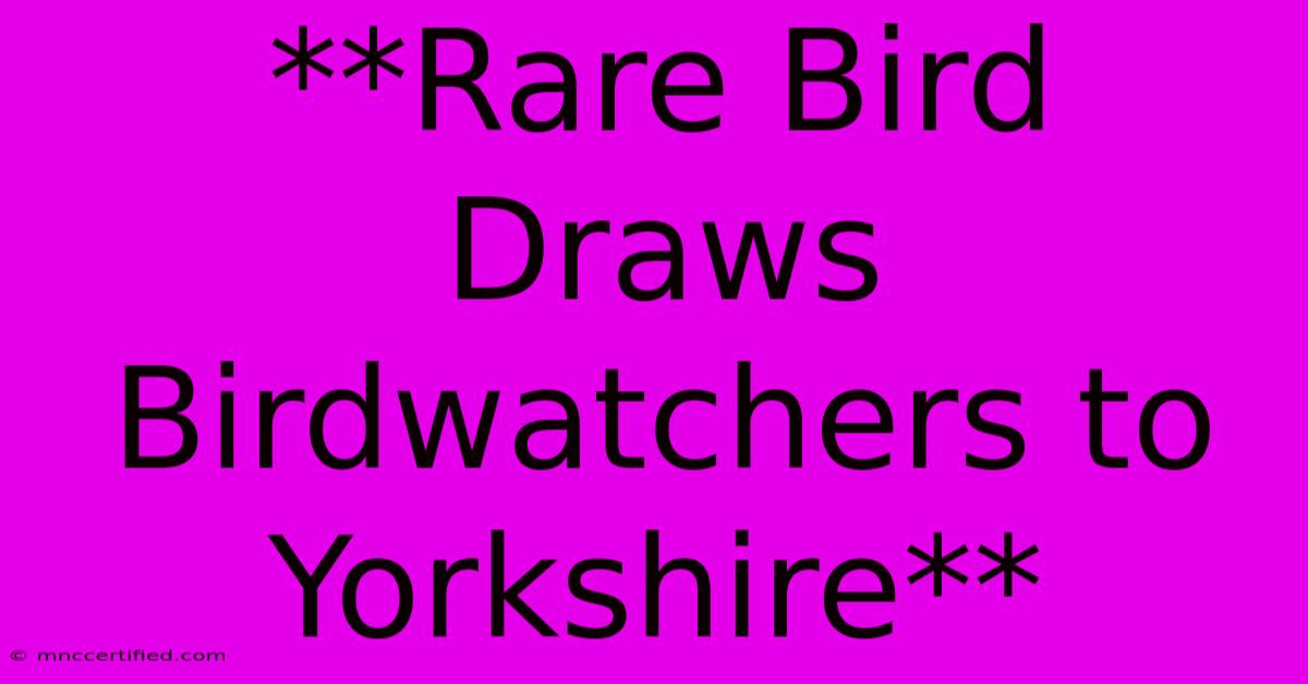 **Rare Bird Draws Birdwatchers To Yorkshire**