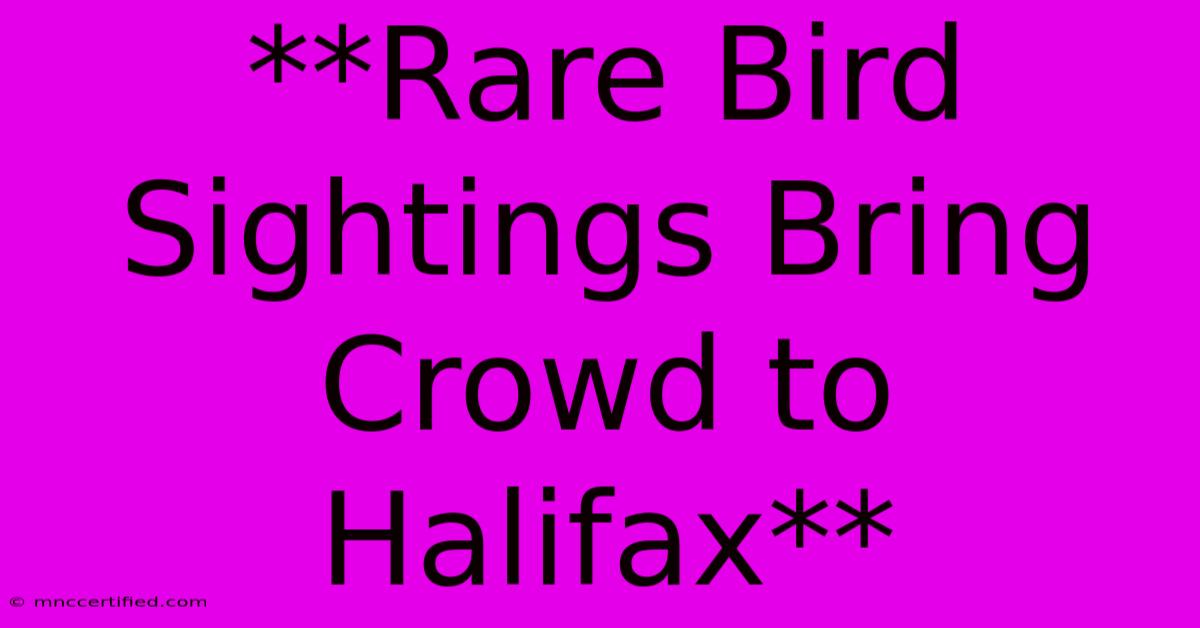 **Rare Bird Sightings Bring Crowd To Halifax** 