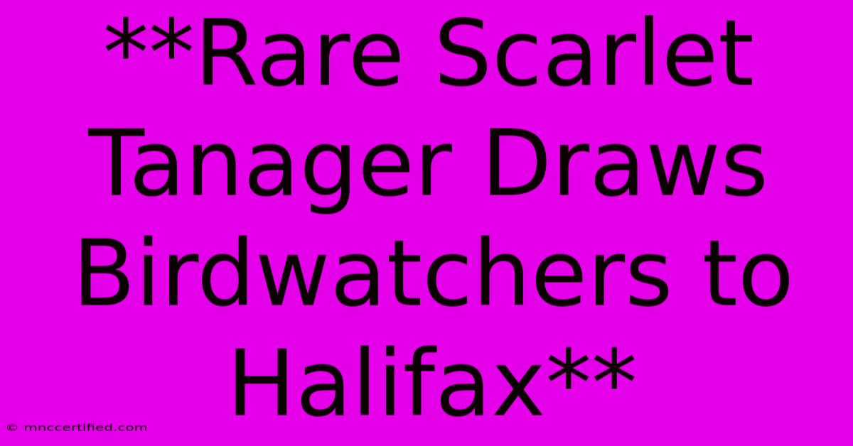 **Rare Scarlet Tanager Draws Birdwatchers To Halifax**