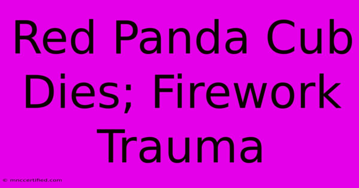 Red Panda Cub Dies; Firework Trauma