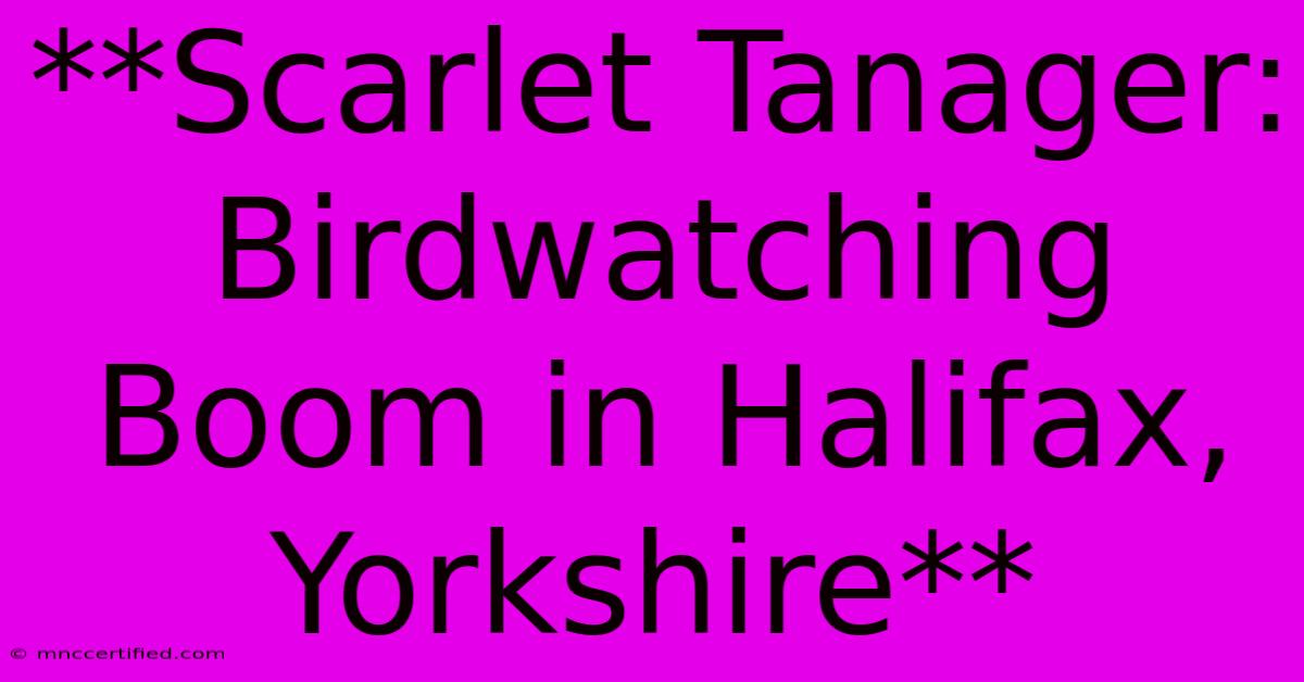 **Scarlet Tanager: Birdwatching Boom In Halifax, Yorkshire** 