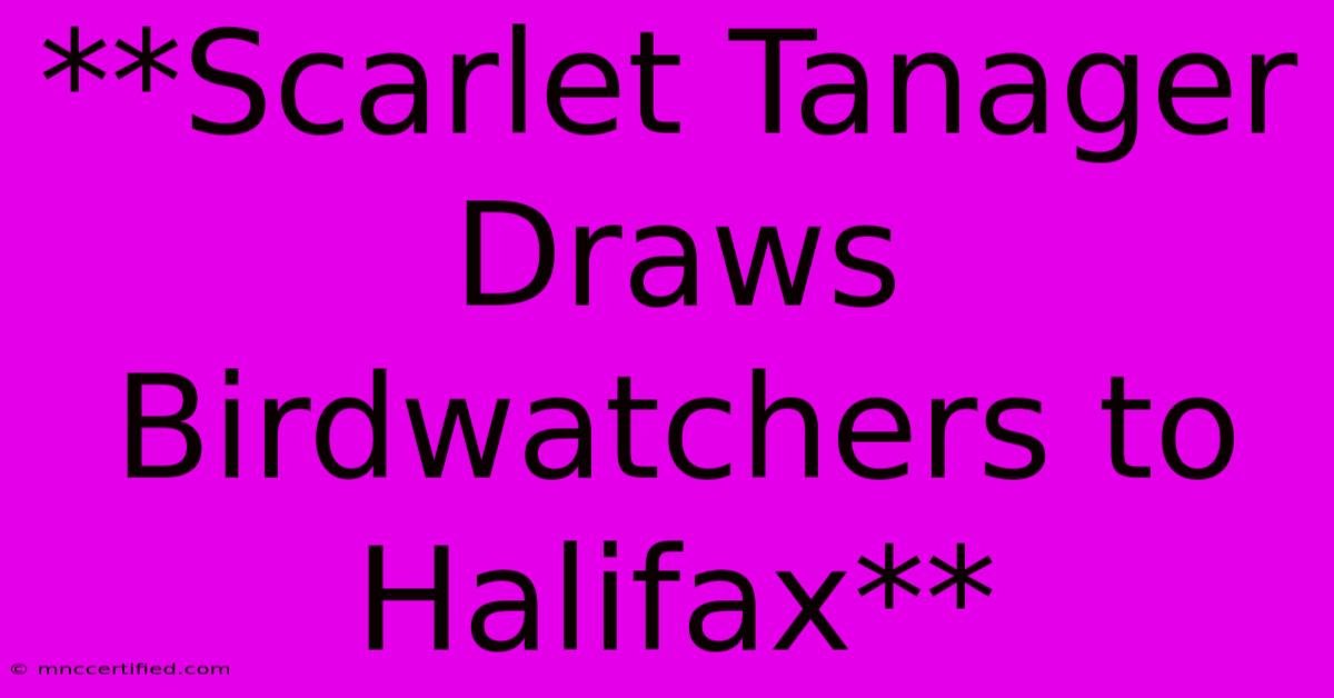 **Scarlet Tanager Draws Birdwatchers To Halifax**