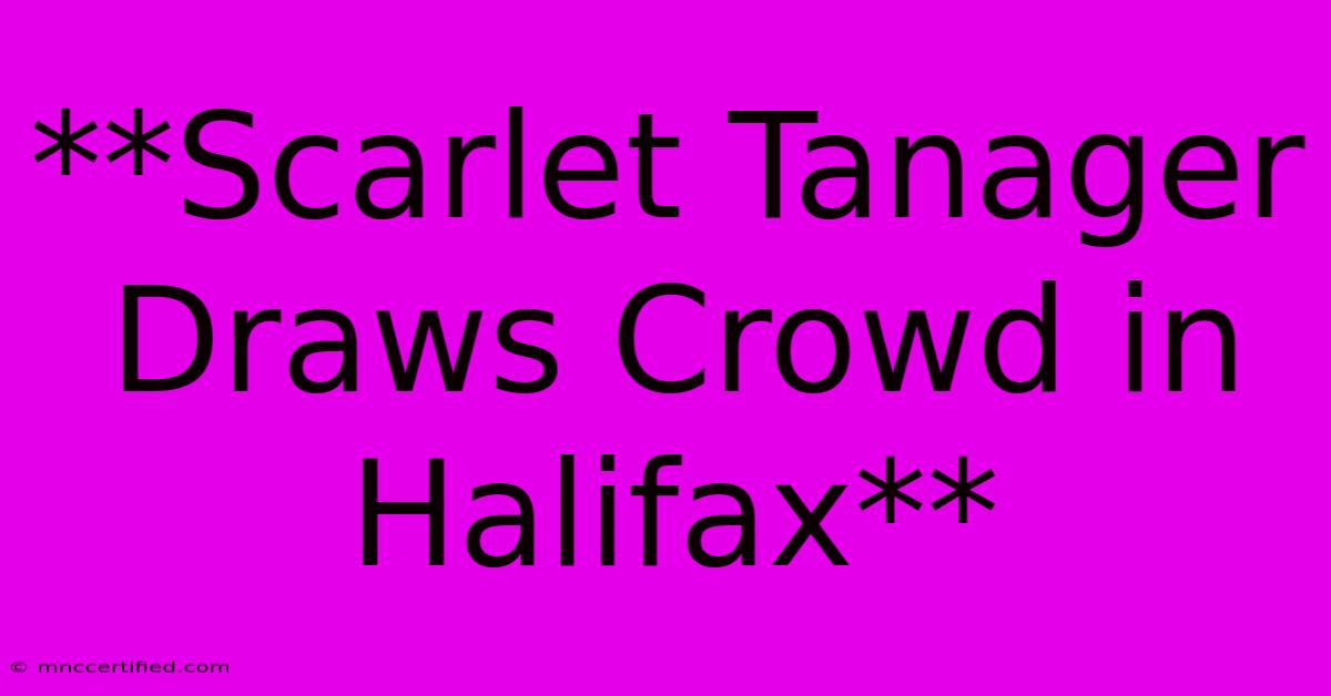 **Scarlet Tanager Draws Crowd In Halifax**