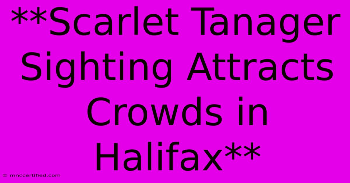 **Scarlet Tanager Sighting Attracts Crowds In Halifax**